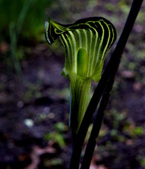 6/2 Our Original Jack