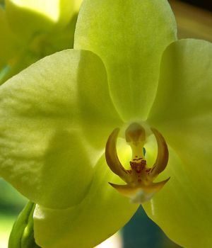 6/8 Mary's Orchid Still Bloomng