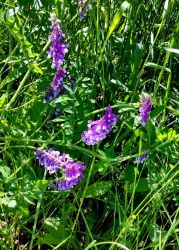 6/11 Common Vetch More Vigorous