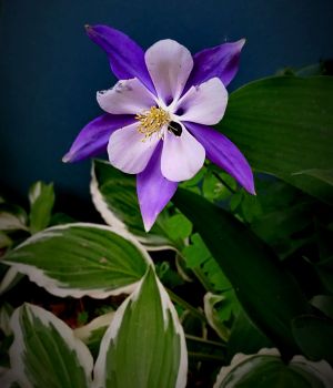 6/12 Purple Columbine