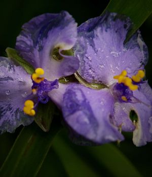 6/13 After Heavy Rain