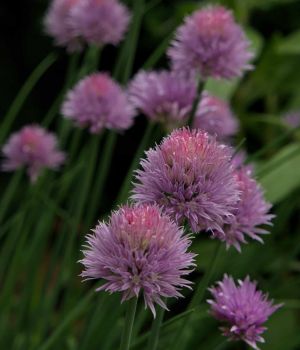 6/14 Chive Flowers