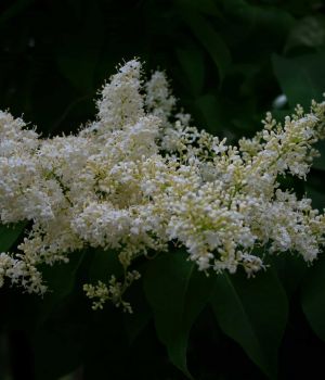 6/15 Japanese Lilac Tree Flowers