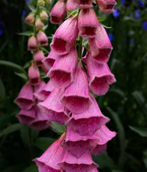 6/16 Hybrid Foxglove