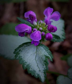 6/17 Silver Lamium