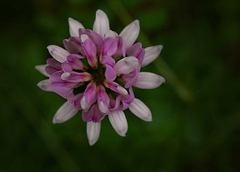 6/18 Crown Vetch