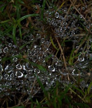 6/24 Cobweb on a Creeping Phlox Plant with Raindrops