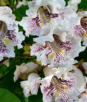 6/26 Northern Catalpa Blooms