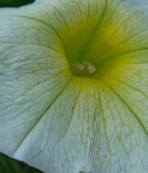 6/27 White Petunias