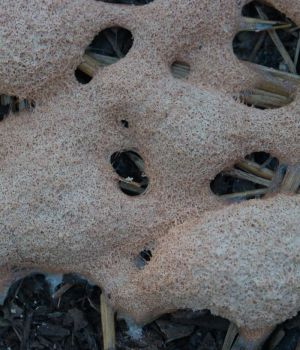 6/29 Unknown Fungus