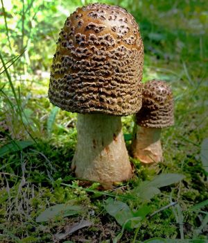 6/22 Agaric Mushrooms