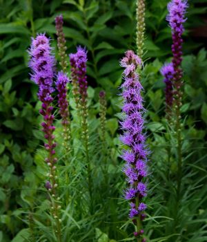 7/7 Blazing Star--Liatris