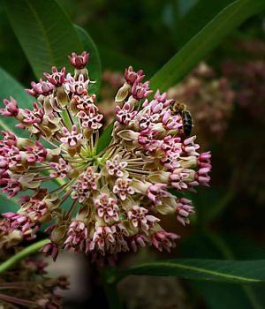 7/8 Milkweeds Are a Busy Place