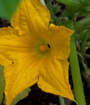 7/10 Squash Flower