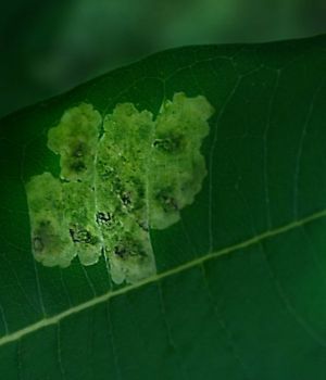 7/14 Insect Eggs Or Virus On Milkweed Leaf