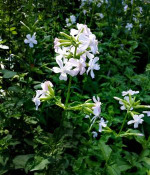 7/15 Bouncing Bet - Full of Blooms