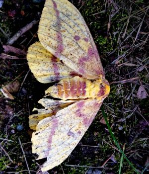 7/20 Pink-Striped Oakworm Moth