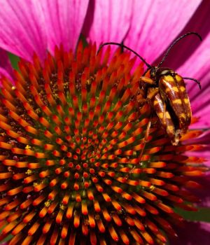 7/24 Two Bugs Making More