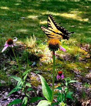 7/28 Tiger Swallowtail