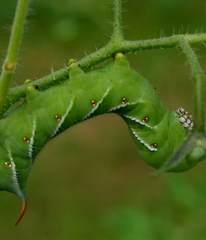 7/29 Tobacco Hornworm