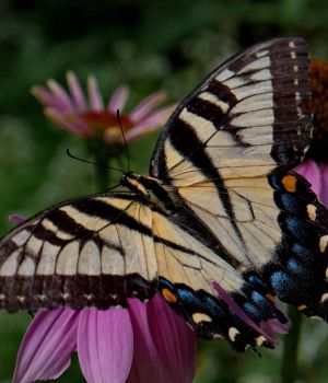 7/30 Tiger Swallowtail