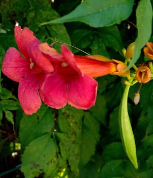 7/31 Trumpet Vine at Meijer Gardens