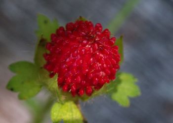 8/3 Indian Strawberry