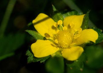 8/3 Indian Strawberry
