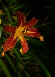 8/4 A Different Daylily