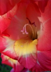8/5 Gladiolus Close-up