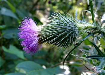 8/7 Bull Thistle Blossom