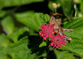 8/7 Grasshopper Lunching