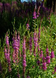 8/10 Purple Loosestrife