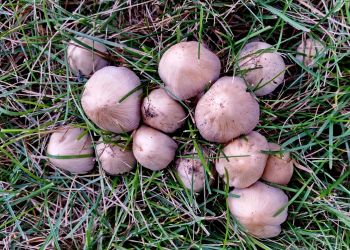 8/11 Mushrooms - Just a Different Kind