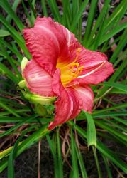 8/13 Last Daylily Group To Bloom