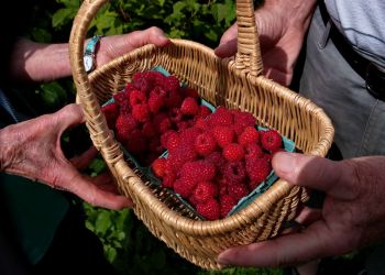 8/17 Fresh Picked Raspberries