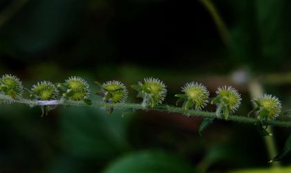 8/31 Stickseed (Hackelia verginiana)